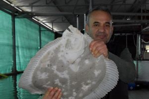 Kalkan balığı enstit&uuml;de &uuml;retilecek