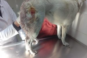 Sokak ortasında k&ouml;peği bı&ccedil;akladı