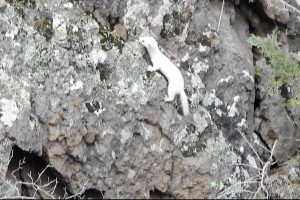 Beyaz Gelincik Tunceli'nin ardından bir ilde daha g&ouml;r&uuml;nt&uuml;lendi