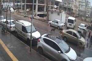 Sokak k&ouml;pekleri korku sa&ccedil;ıyor