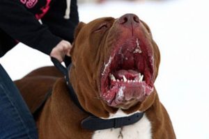 Pitbull besleyene kişiye 7 bin TL para cezası