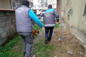 Bursa'da başıboş pitbull belediye ekipleri tarafından yakalandı