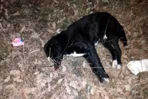 '12 k&ouml;pek zehir verilerek, telef edildi' iddiası