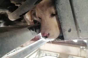 Aracının motoruna giren yavru k&ouml;pek i&ccedil;in anlamlı hareket