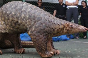 130 pangolin yetersiz bakımdan &ouml;ld&uuml;