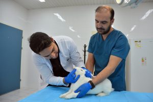 Deney hayvanı &uuml;retim merkezi &uuml;niversitelerin talebini karşılıyor