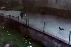 Horozla &ccedil;ocuk arasında g&uuml;ld&uuml;ren kovalamaca