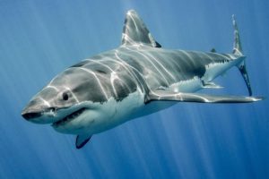 K&ouml;pekbalıkları kansere daha dayanıklı