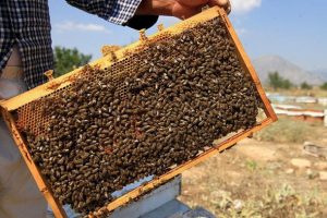 Arı yetiştiricilerinden 'mazot desteği' talebi