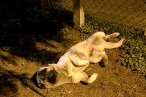 Bursa'da araba &ccedil;arpan k&ouml;peğin yardımına veterinerlik ekipleri koştu