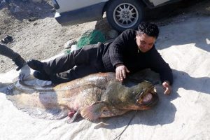 100 kilogramlık yayın balığı yakalandı