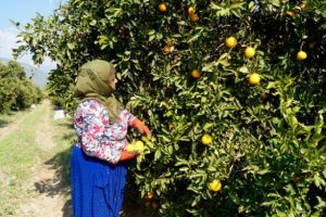 'Finike portakalı dalında kaldı' iddialarına a&ccedil;ıklama
