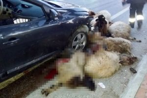 Otomobilin &ccedil;arptığı 17 koyun telef oldu