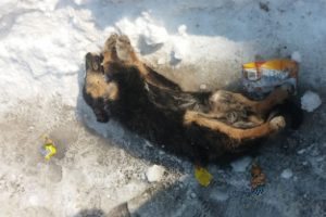 Dondurucu soğuklara dayanamadı