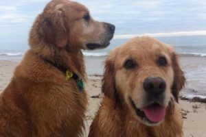 Köpeklerini vegan olarak yetiştirdi: İki köpeğim de sağlıklı ve mutlu