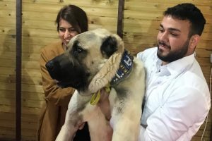 Kangal k&ouml;peklerinin G&uuml;neydoğulu rakibi Kurtboğan, fuarın g&ouml;zdesi oldu