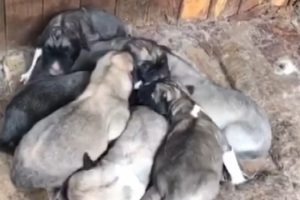 İnsanlık dışı olay! 8 yavrusu olan k&ouml;pek &ouml;ld&uuml;r&uuml;ld&uuml;