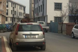 Bursa'da tebess&uuml;m ettiren fotoğraf