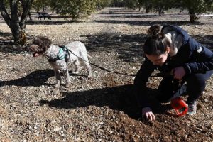 D&uuml;nyanın en pahalı mantarını arayan k&ouml;pekler yarıştı