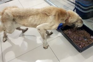 İnsanlık dışı olay... &Ouml;lmek &uuml;zereyken bulundu