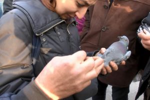 Bursa'da ayağındaki ip nedeniyle ağa&ccedil;ta mahsur kalan g&uuml;vercin kurtarıldı