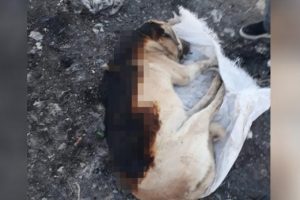 Vahşet! Yakıp, &ccedil;uvala koymuşlar