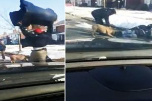 Postacı, pitbull'un saldırısına uğradı