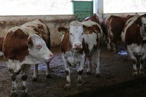 Devlet desteğiyle tesis kurdu, g&uuml;nl&uuml;k 5 ton &uuml;retim yapıyor!