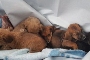 Ormanlık alana terk edilmiş halde bulundular! 'Durumları iyi değil'