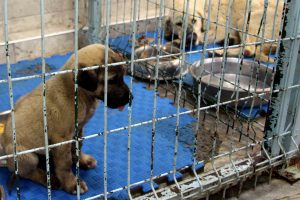 Yaralı k&ouml;peklere sahip &ccedil;ıktılar