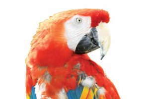 Pippi Taka Tuka artık '&ouml;te' diyarda