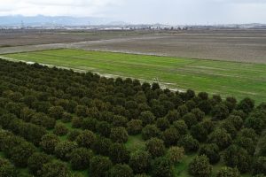 Yağışlar Antalya &ccedil;ift&ccedil;isinin y&uuml;z&uuml;n&uuml; g&uuml;ld&uuml;rd&uuml;