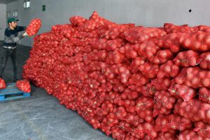 35 bin dar gelirli aileye 700 ton soğan ve patates