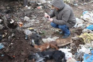 Kedi ve k&ouml;pekleri yakanlar hakkında flaş gelişme!