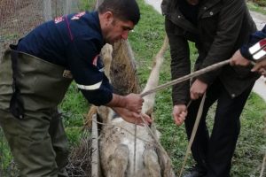At, sulama kanalına sıkıştı