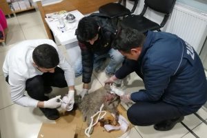 Yaralı k&ouml;peğe zabıta ekipleri sahip &ccedil;ıktı