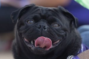 Belediye, k&ouml;peğe haciz getirip eBay'de sattı
