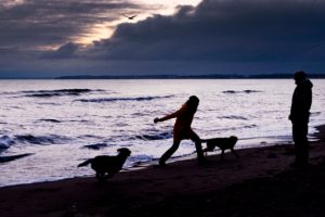 Belediye vergi borcu olan ailenin k&ouml;peğine haciz getirip eBay'de sattı