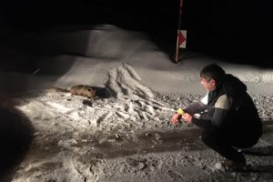 A&ccedil; kalan tilkiyi bisk&uuml;vi ile besledi