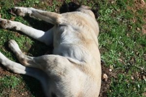 İnsanlık dışı olay! Sahipli k&ouml;pekleri zehirlediler