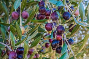 Zeytin &ccedil;ekirdeğinden yalıtım malzemesi &uuml;rettiler
