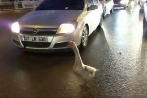 Sahibinin elinden ka&ccedil;an kaz trafiği birbirine kattı