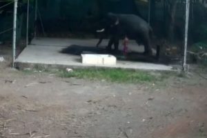 Filin altında kalan bakıcı kurtarılamadı