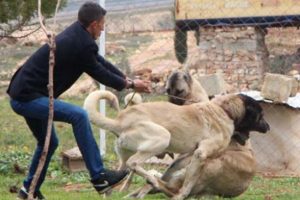 Kurtboğan cinsi k&ouml;pekler, 100 bin TL'ye kadar alıcı buluyor!