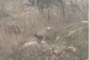 Uyuşturucu satıcılarını g&ouml;r&uuml;nt&uuml;ledi, polis yakaladı