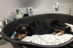 Vahşet! K&ouml;peği başından vurdu