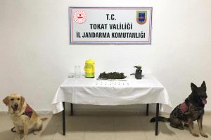 Hassas burunlu k&ouml;pekler uyuşturucuya ge&ccedil;it vermedi