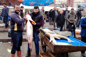 Dev turna balıkları balık&ccedil;ıların y&uuml;z&uuml;n&uuml; g&uuml;ld&uuml;rd&uuml;