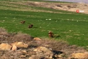 Ankara'da &ccedil;akallar k&ouml;ye indi