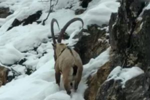 Yola inen yaban ke&ccedil;isi g&ouml;r&uuml;nt&uuml;lendi